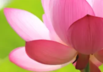 Close-up of pink lotus flower in bloom