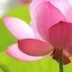 Close-up of pink lotus flower in bloom