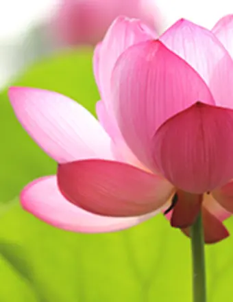 Close-up of pink lotus flower in bloom