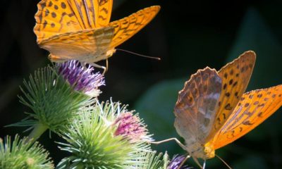 Two orange butterflies on purple thistle flowers