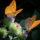Two orange butterflies on purple thistle flowers