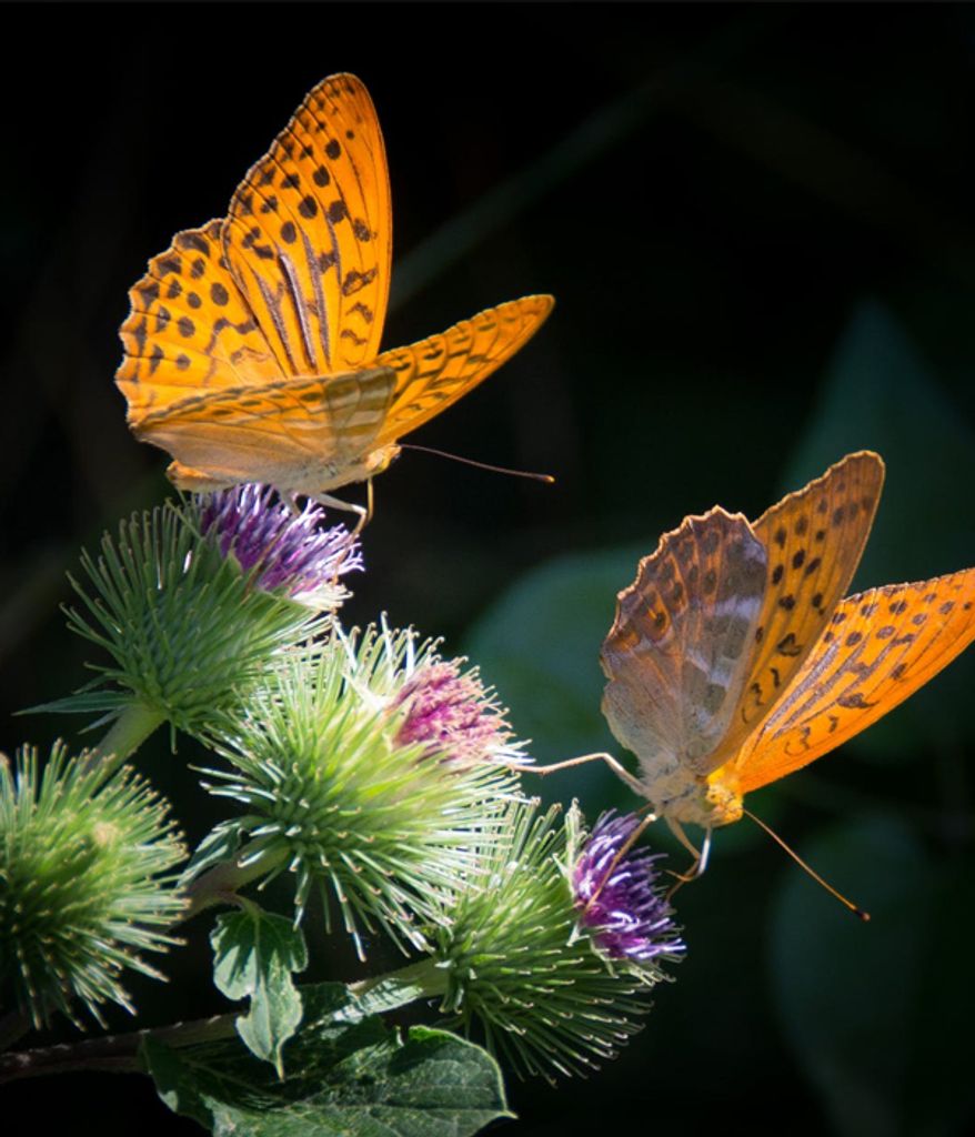 Two orange butterflies on purple thistle flowers