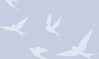 White bird silhouettes flying on light blue background