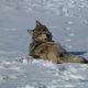 Gray wolf resting in snowy landscape