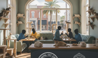 Interior of Coastal Cat Cafe with people enjoying coffee and cats lounging around.