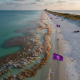 Jellyfish Swarms Surge Across Pensacola Beach, Navarre, and Orange Beach Waters
