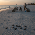 Volunteers from the Pensacola Beach sea turtle patrol assist loggerhead hatchlings as they make their way to the Gulf of M…