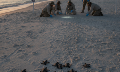 Volunteers from the Pensacola Beach sea turtle patrol assist loggerhead hatchlings as they make their way to the Gulf of M…