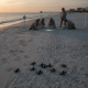 Volunteers from the Pensacola Beach sea turtle patrol assist loggerhead hatchlings as they make their way to the Gulf of M…