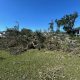 Downed tree branches and debris on a grassy area after Hurricane Isaias in Pensacola. — Pensacola Hurricane Isaias recovery